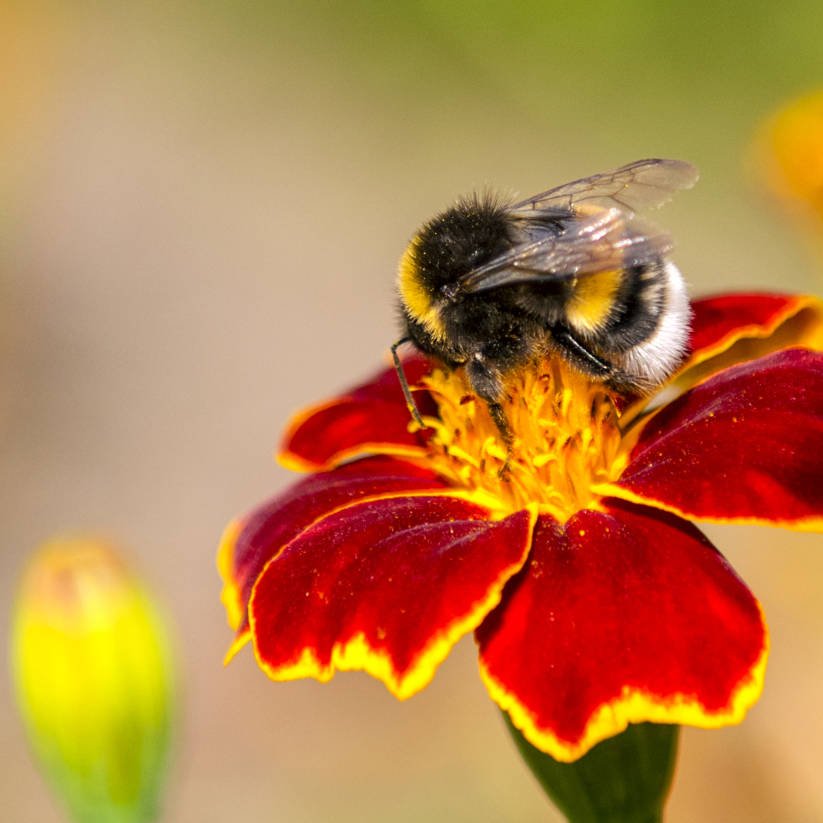 tuin natuur fotografie